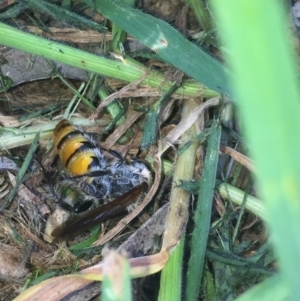 Radumeris tasmaniensis at Aranda, ACT - 11 Oct 2020