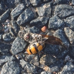 Radumeris tasmaniensis at Aranda, ACT - 11 Oct 2020