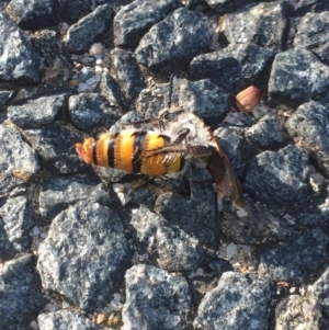 Radumeris tasmaniensis at Aranda, ACT - 11 Oct 2020