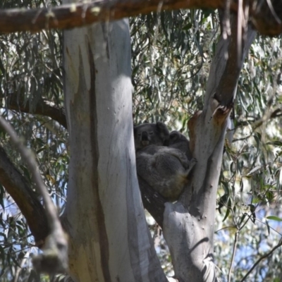 Phascolarctos cinereus (Koala) at Bowral - 12 Sep 2020 by pdmantis