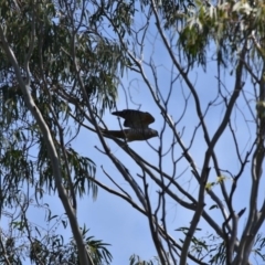 Aviceda subcristata (Pacific Baza) at Bowral, NSW - 12 Sep 2020 by pdmantis