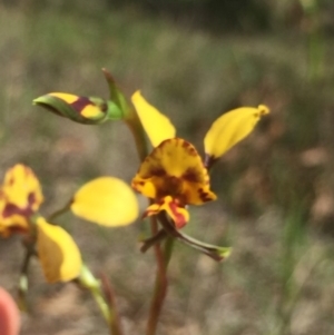 Diuris semilunulata at Molonglo Valley, ACT - suppressed