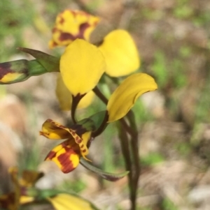 Diuris semilunulata at Molonglo Valley, ACT - suppressed