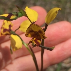 Diuris semilunulata at Molonglo Valley, ACT - suppressed