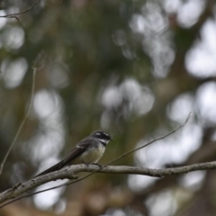 Rhipidura albiscapa (Grey Fantail) at Bowral - 12 Sep 2020 by pdmantis