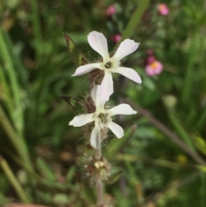 Silene gallica var. gallica at Downer, ACT - 10 Oct 2020