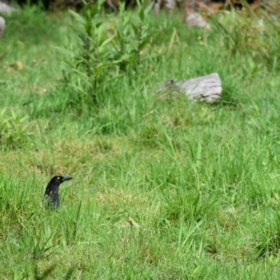 Strepera graculina (Pied Currawong) at Bowral, NSW - 12 Sep 2020 by pdmantis