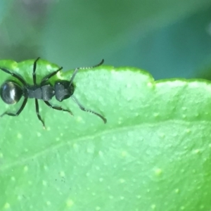 Polyrhachis phryne at Aranda, ACT - 9 Oct 2020