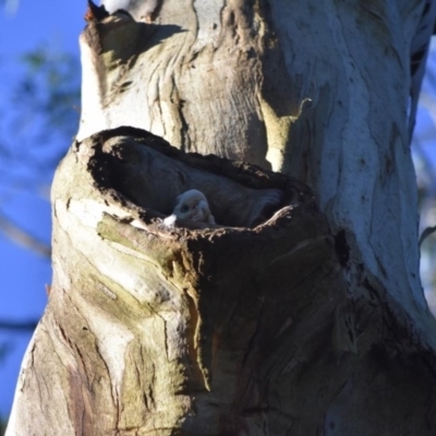 Cacatua sanguinea (Little Corella) at Bowral - 12 Sep 2020 by pdmantis