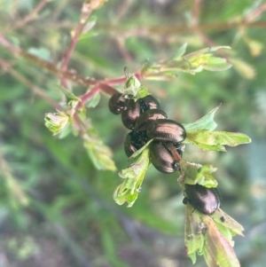 Chrysolina quadrigemina at Tuggeranong DC, ACT - 11 Oct 2020