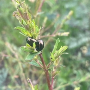 Chrysolina quadrigemina at Tuggeranong DC, ACT - 11 Oct 2020