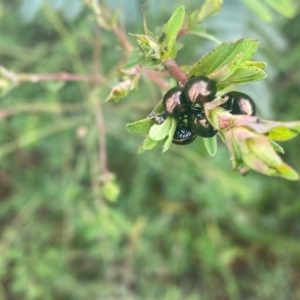 Chrysolina quadrigemina at Tuggeranong DC, ACT - 11 Oct 2020