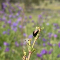 Chrysolina quadrigemina at Tuggeranong DC, ACT - 11 Oct 2020