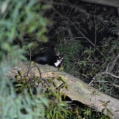 Petauroides volans (Greater Glider) at Mittagong, NSW - 29 Sep 2020 by pdmantis