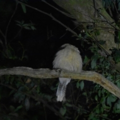 Podargus strigoides (Tawny Frogmouth) at Mittagong, NSW - 29 Sep 2020 by pdmantis