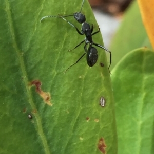 Camponotus nigroaeneus at Aranda, ACT - 21 Sep 2020