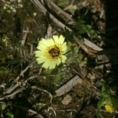 Tolpis barbata (Yellow Hawkweed) at Downer, ACT - 10 Oct 2020 by Jubeyjubes