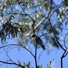 Coracina novaehollandiae (Black-faced Cuckooshrike) at Bowral - 11 Oct 2020 by pdmantis