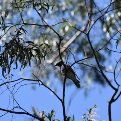 Coracina novaehollandiae (Black-faced Cuckooshrike) at Bowral - 11 Oct 2020 by pdmantis