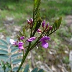 Indigofera australis subsp. australis (Australian Indigo) at Symonston, ACT - 9 Oct 2020 by Mike