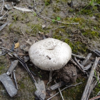 zz agaric (stem; gills white/cream) at Symonston, ACT - 9 Oct 2020 by Mike