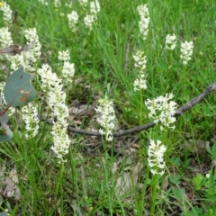 Stackhousia monogyna (Creamy Candles) at Symonston, ACT - 9 Oct 2020 by Mike