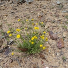 Calotis lappulacea (Yellow Burr Daisy) at Red Hill, ACT - 9 Oct 2020 by Mike