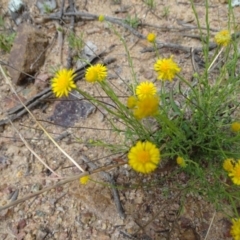 Calotis lappulacea at Red Hill, ACT - 9 Oct 2020 12:29 PM