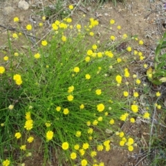 Calotis lappulacea at Red Hill, ACT - 9 Oct 2020 12:29 PM