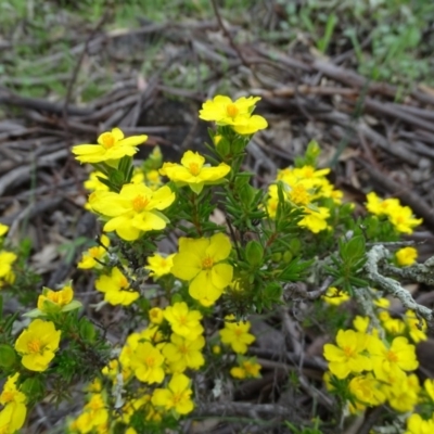 Hibbertia calycina (Lesser Guinea-flower) at Symonston, ACT - 9 Oct 2020 by Mike