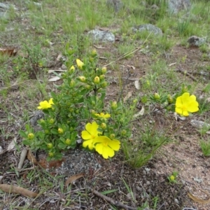 Hibbertia obtusifolia at Symonston, ACT - 9 Oct 2020