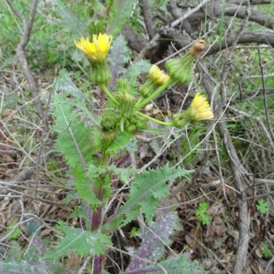 Sonchus asper (Prickly Sowthistle) at Symonston, ACT - 9 Oct 2020 by Mike