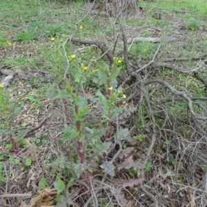 Sonchus asper at Symonston, ACT - 9 Oct 2020