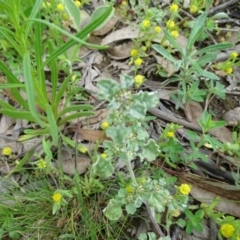 Stuartina muelleri (Spoon Cudweed) at Symonston, ACT - 9 Oct 2020 by Mike