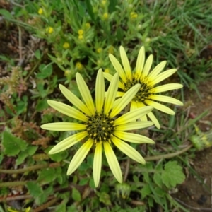 Arctotheca calendula at Symonston, ACT - 9 Oct 2020