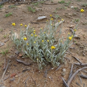 Chrysocephalum apiculatum at Symonston, ACT - 9 Oct 2020