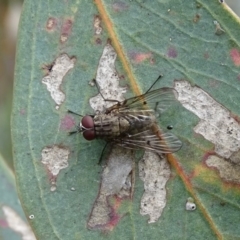 Helina sp. (genus) (Muscid fly) at Symonston, ACT - 9 Oct 2020 by Mike