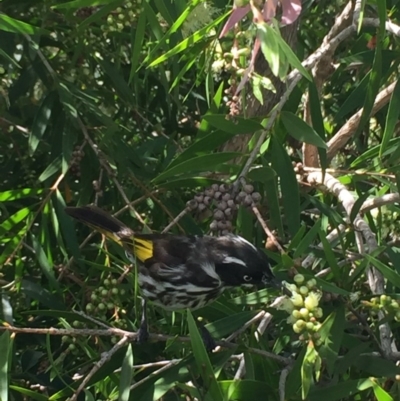 Phylidonyris novaehollandiae (New Holland Honeyeater) at Tathra, NSW - 10 Oct 2020 by Steve Mills