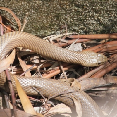 Pseudonaja textilis (Eastern Brown Snake) at Downer, ACT - 11 Oct 2020 by TimL