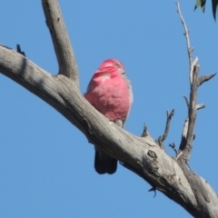 Eolophus roseicapilla (Galah) at Banks, ACT - 26 Aug 2020 by michaelb