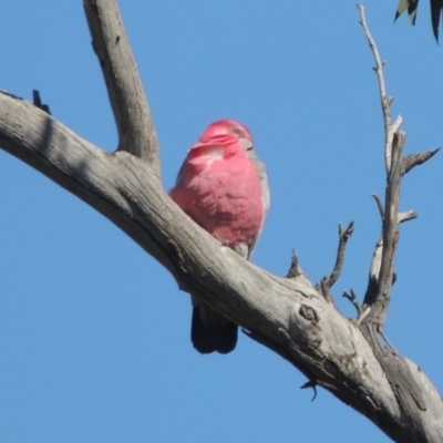 Eolophus roseicapilla (Galah) at Lanyon - northern section - 26 Aug 2020 by michaelb