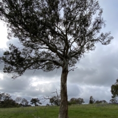 Eucalyptus polyanthemos (Red Box) at Googong, NSW - 25 Apr 2020 by Wandiyali