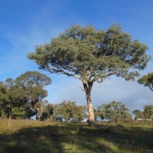 Eucalyptus polyanthemos at Googong, NSW - 25 Apr 2020