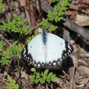 Belenois java at Hughes, ACT - 12 Oct 2020 11:06 AM