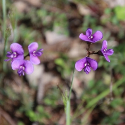 Swainsona sericea (Silky Swainson-Pea) at Hughes, ACT - 12 Oct 2020 by LisaH