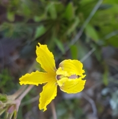 Velleia paradoxa (Spur Velleia) at Mitchell, ACT - 12 Oct 2020 by tpreston