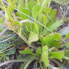 Velleia paradoxa at Mitchell, ACT - 12 Oct 2020