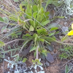 Velleia paradoxa at Mitchell, ACT - 12 Oct 2020