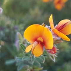 Pultenaea procumbens (Bush Pea) at Mitchell, ACT - 12 Oct 2020 by tpreston