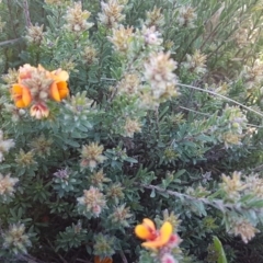 Pultenaea procumbens at Mitchell, ACT - 12 Oct 2020